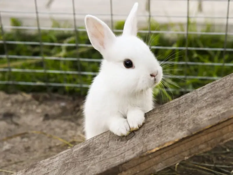 Pet rabbit