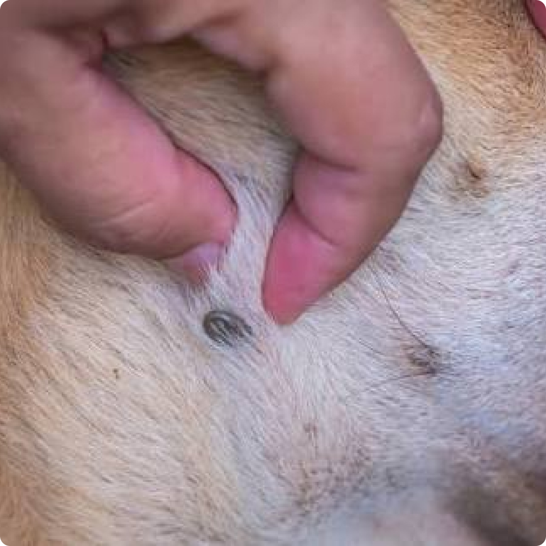 tick fever in dogs symptom, causes, treatments in malaysia