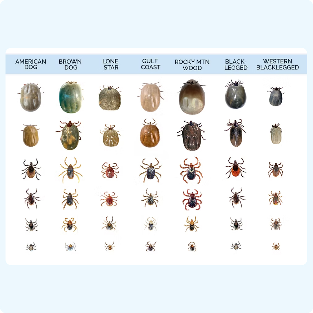 tick fever in dogs symptom, causes, treatments in malaysia