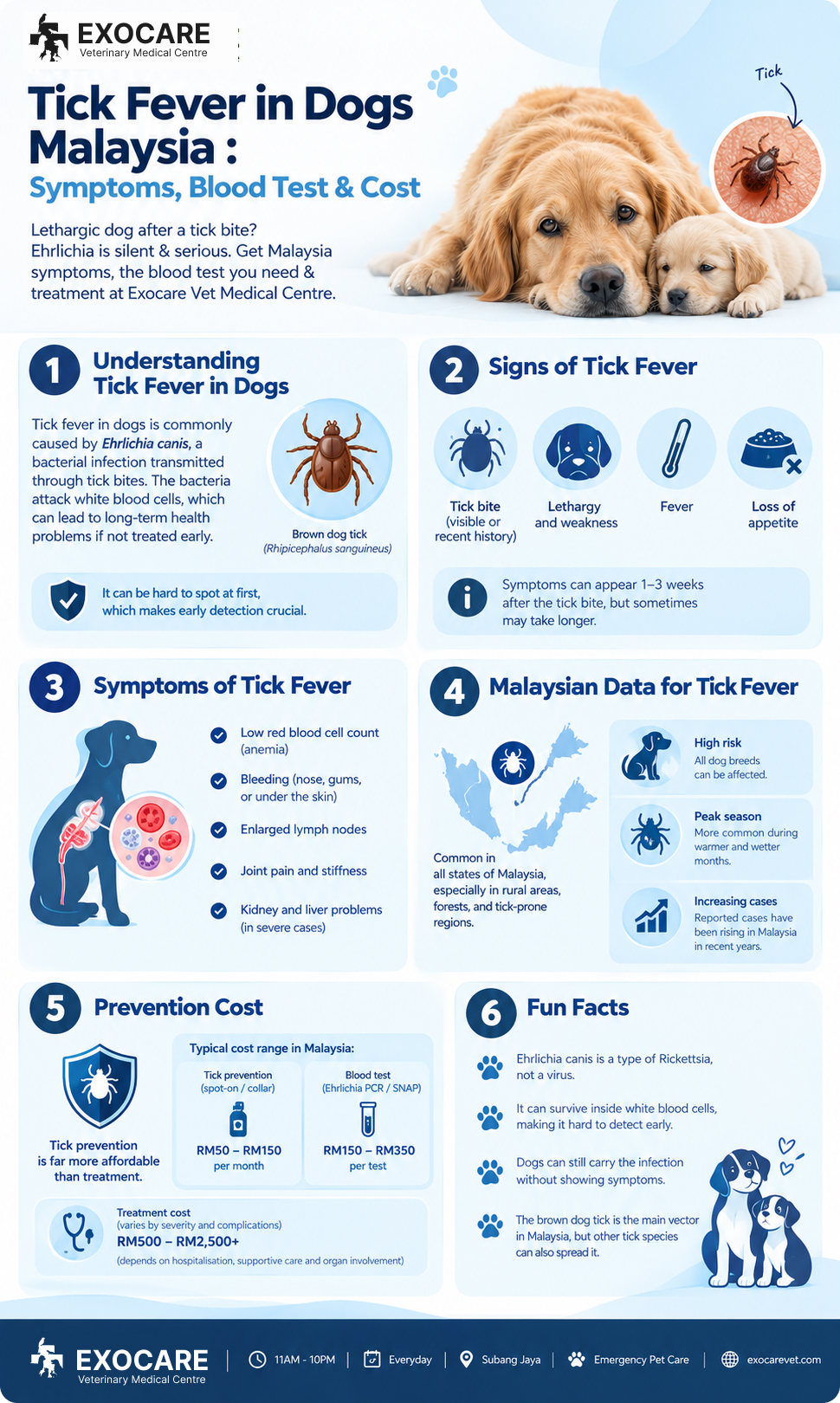 tick fever in dogs infographic